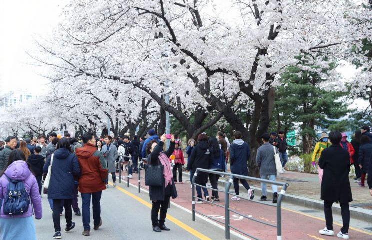 '2019 영등포 여의도 봄꽃축제' 4월 5일 개막