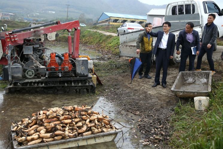 강진군, 고품질 연근 수확에 ‘박차’