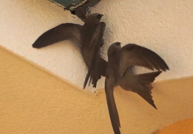 짝짓기를 위해 처마 밑을 찾은 흰목칼새 커플. [사진=유튜브 화면캡처]
