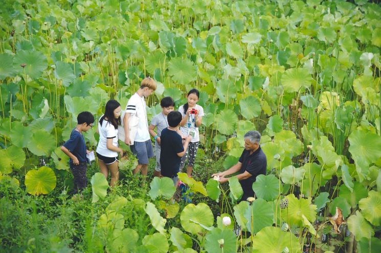 곡성군 ‘토란’ 지역 특화작물 정착에 ‘온힘’