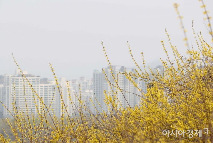 [포토]노란 봄, 미세먼지도 같이 왔네