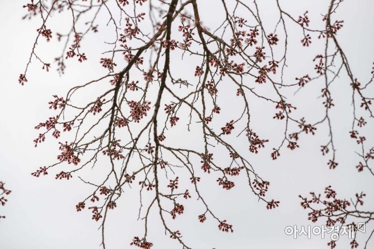 [포토] 수줍게 모습 드러낸 살구나무꽃