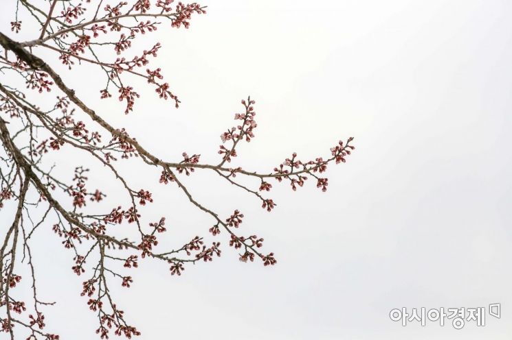 [포토] 꽃망울 터트린 살구나무