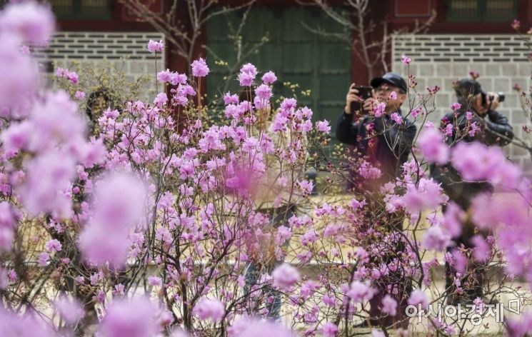 [포토] 덕수궁의 봄