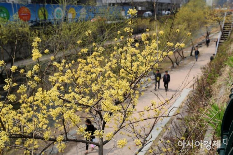포근한 봄날씨를 보인 28일 노란 산수유꽃이 만개한 서울 청계천에서 시민들이 산책을 하고 있다. /문호남 기자 munonam@