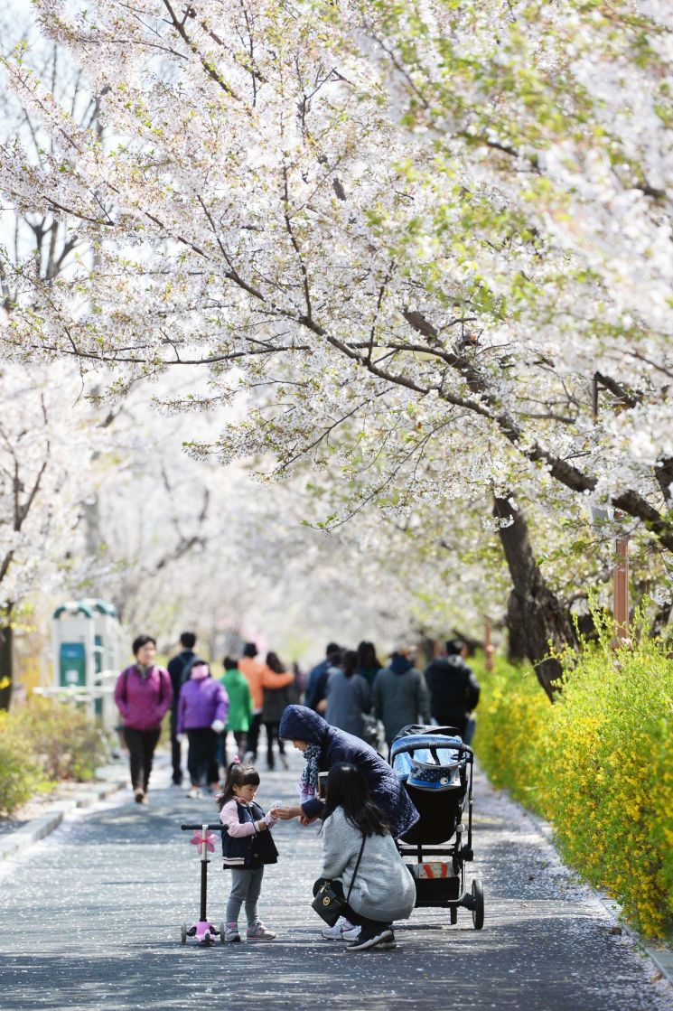 벚꽃 휘날리는 ‘2019 동대문구 봄꽃축제’