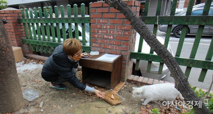 캣맘 신미선씨가 서울 중랑구 한 공원에서 길고양이 '설이(눈처럼 하얗다고 신씨가 붙여준 별명)'에게 먹이를 주고 있는 모습.