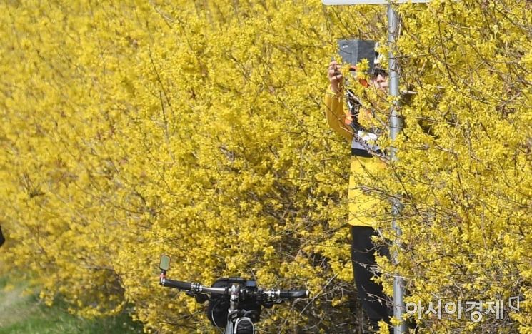 [포토] 노랗게 물든 개나리