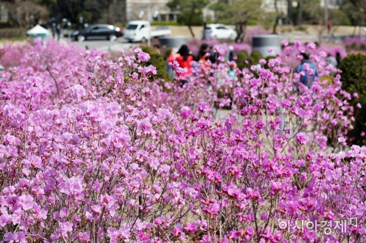 [포토]여기저기 핀 분홍빛 꽃