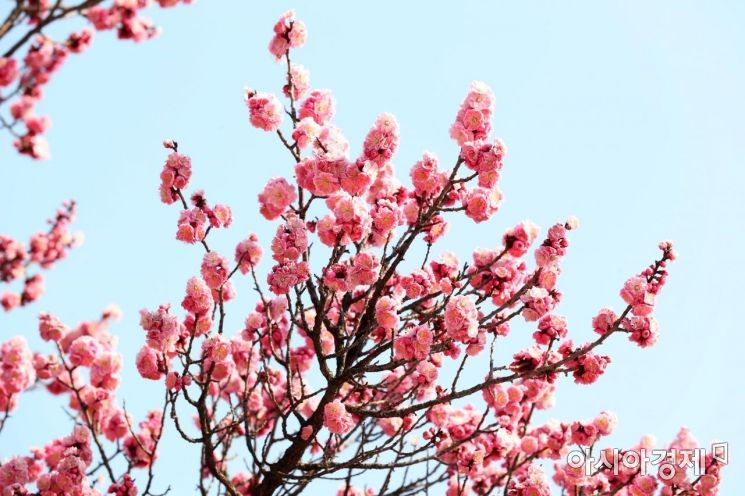 [포토]창덕궁 앞 홍매화 활짝