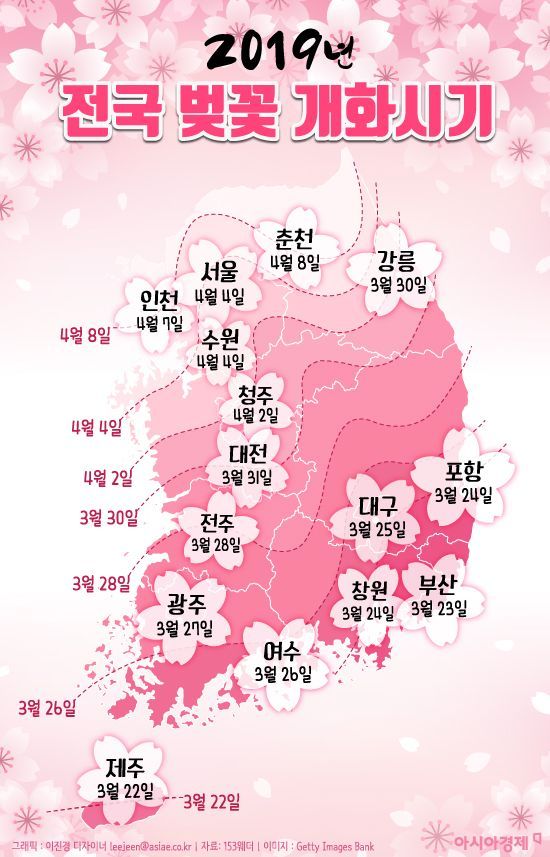 [인포그래픽]2019년 전국 벚꽃 개화시기