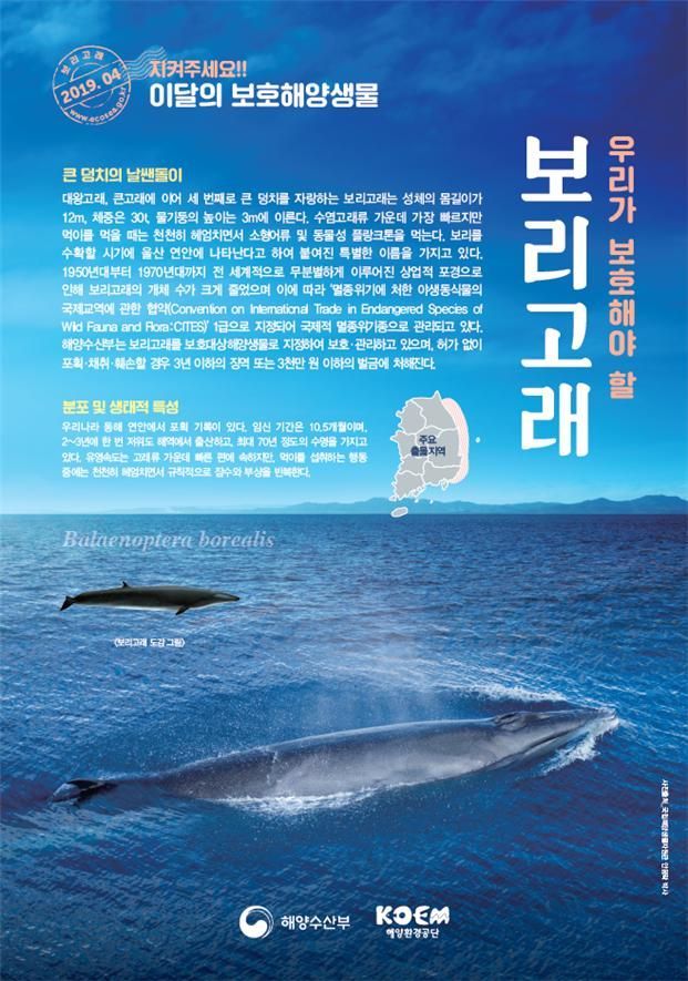 4월 보호해양생물 '보리고래'…국제적 멸종위기종