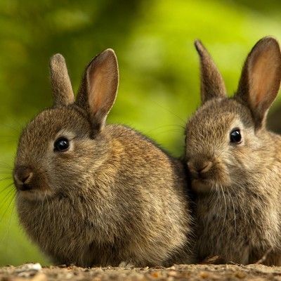 北 식량 생산 악화…"고기·비료되는 토끼 기르자" 연일 강조