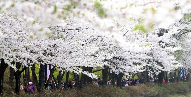 '2019 석촌호수 벚꽃축제’ 팡파르~~~