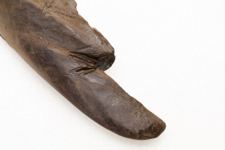 경주 월성 해자서 1600년 전 나무 방패 발견 