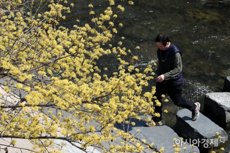 [포토] 청계천에 만개한 봄