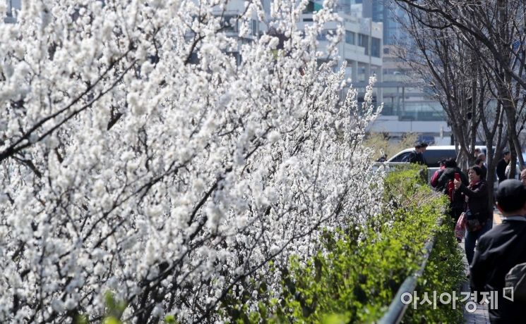 [포토] 만개한 청계천의 매화