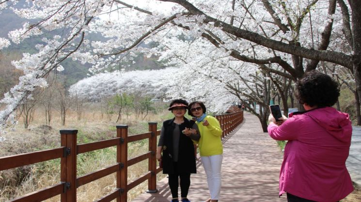 보성군, 6일 군립백민미술관 일원서 ‘제9회 보성벚꽃축제’ 개최