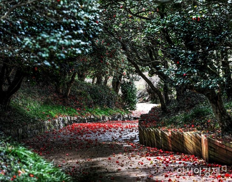 “붉은 꽃의 유혹” 광양 옥룡사지 동백나무 숲  