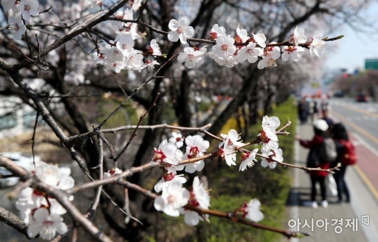 [포토] 하얀 꽃망울 터트린 윤중로 벚꽃