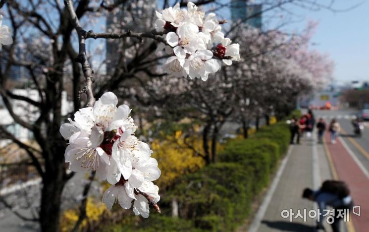 [포토] 서울 벚꽃, 공식 개화
