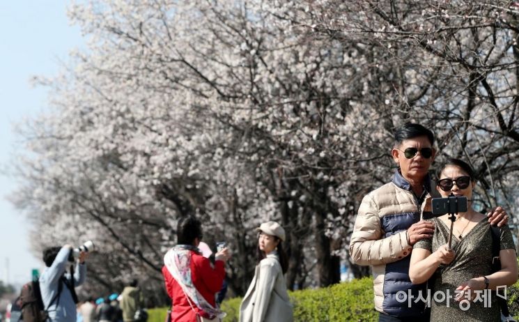 [포토] 서울에 봄소식 전하는 여의도 벚꽃
