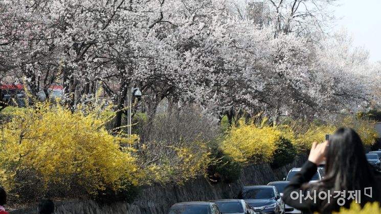 [포토] 봄소식 전하는 서울의 벚꽃