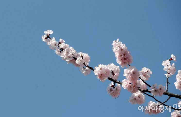 [포토] 파란 하늘과 서울의 벚꽃
