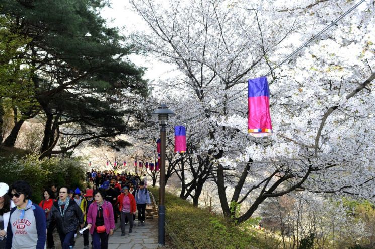 안산(鞍山) 자락길로 떠나는 '봄 벚꽃 나들이'