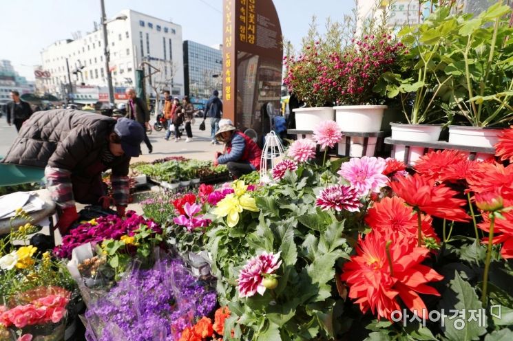 [포토]식목일 앞두고 활기찬 종로꽃시장