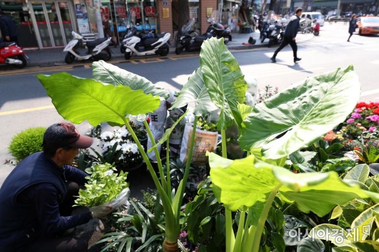 [포토]식목일 하루 앞두고 분주한 종로꽃시장