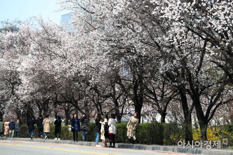 [포토]벚꽃길 걸으며 봄날 여유 만끽