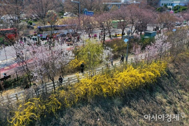 [포토]하루 앞으로 다가온 여의도 봄꽃축제
