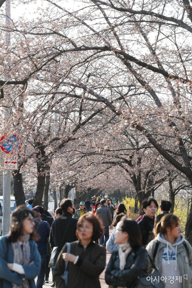 [포토]개화 앞둔 벚나무 아래