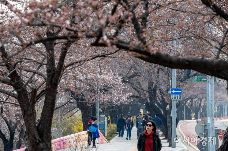 [포토]드디어 시작된 여의도 벚꽃축제