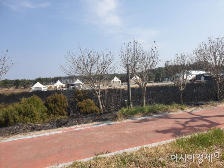속초시 영랑호에서 고성군 토성면을 잇는 국도 7호선 양옆으로 펼쳐진 밭의 묘목들이 까맣게 탄 채 앙상한 가지만 드러내고 있다./사진=유병돈 기자