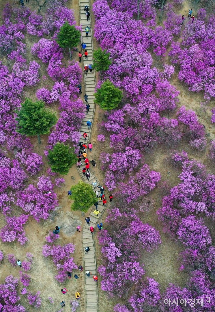 [포토]분홍빛 물결, 원미산 진달래 축제