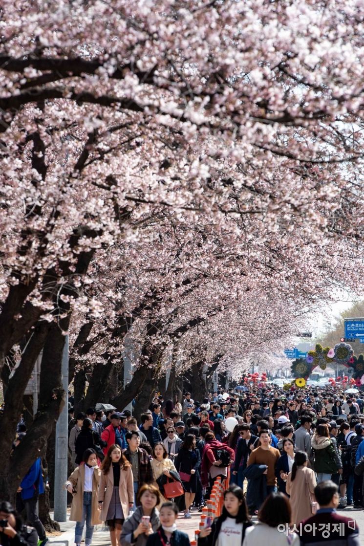 [포토] 여의도 벚꽃 축제 첫 주말