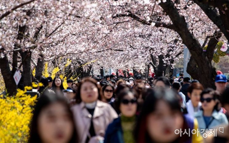[포토] 벚꽃 아래 걷는 시민들