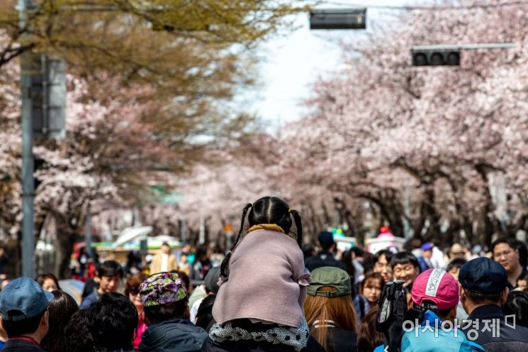 [포토] 벚꽃 산책