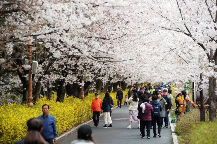 벚꽃, 개나리 등이 만개한 6일 장안벚꽃로에서 수많은 주민들이 봄꽃을 만끽하며 즐거운 시간을 보내고 있다.