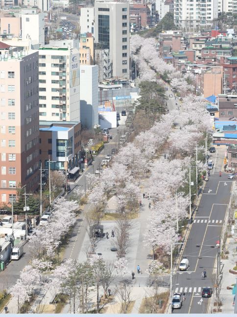 경의선숲길공원 염리동~공덕동 구간 벚꽃