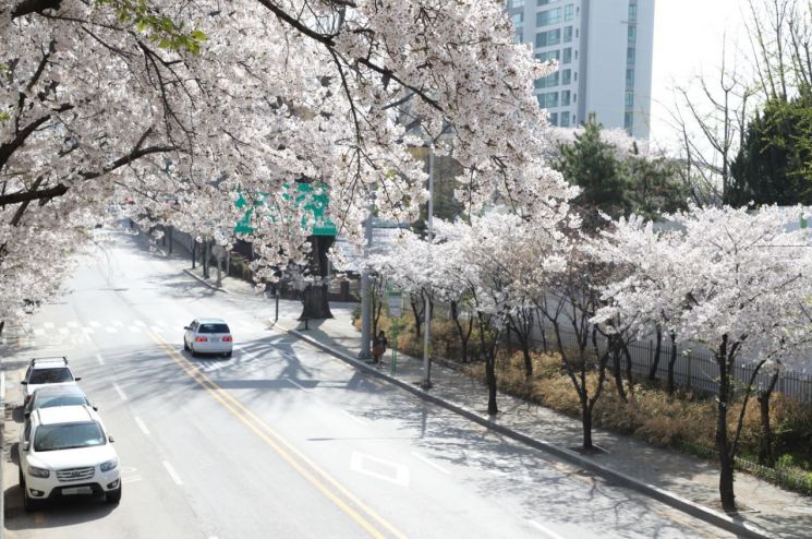 당인리발전소 주변 벚꽃길