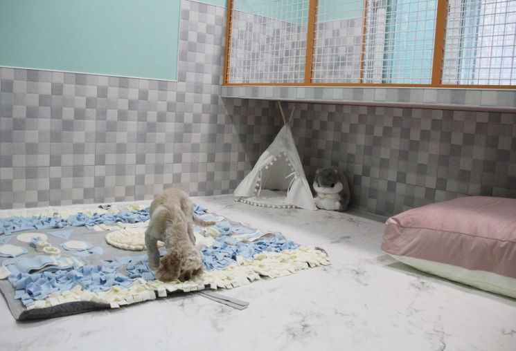 "쇼핑몰에 유튜브 스타견이 떴다"…3조 반려견 시장 놓고 피튀기는 경쟁
