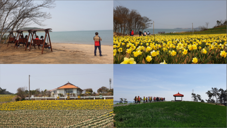 신안1004섬수선화축제 대성황…4월말까지 꽃 관람은 계속