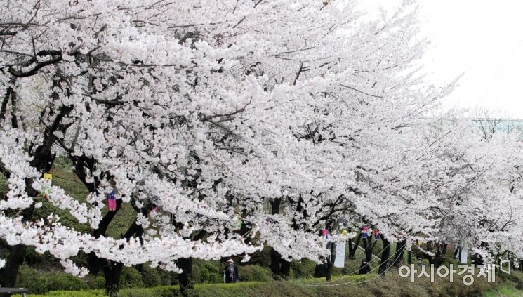 [포토] 벚꽃길 걷는 시민들