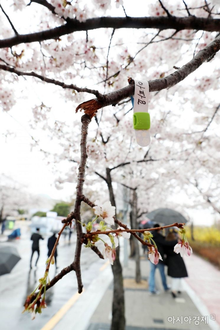 [포토]부러진 벚나무 가지에 반창고 하나