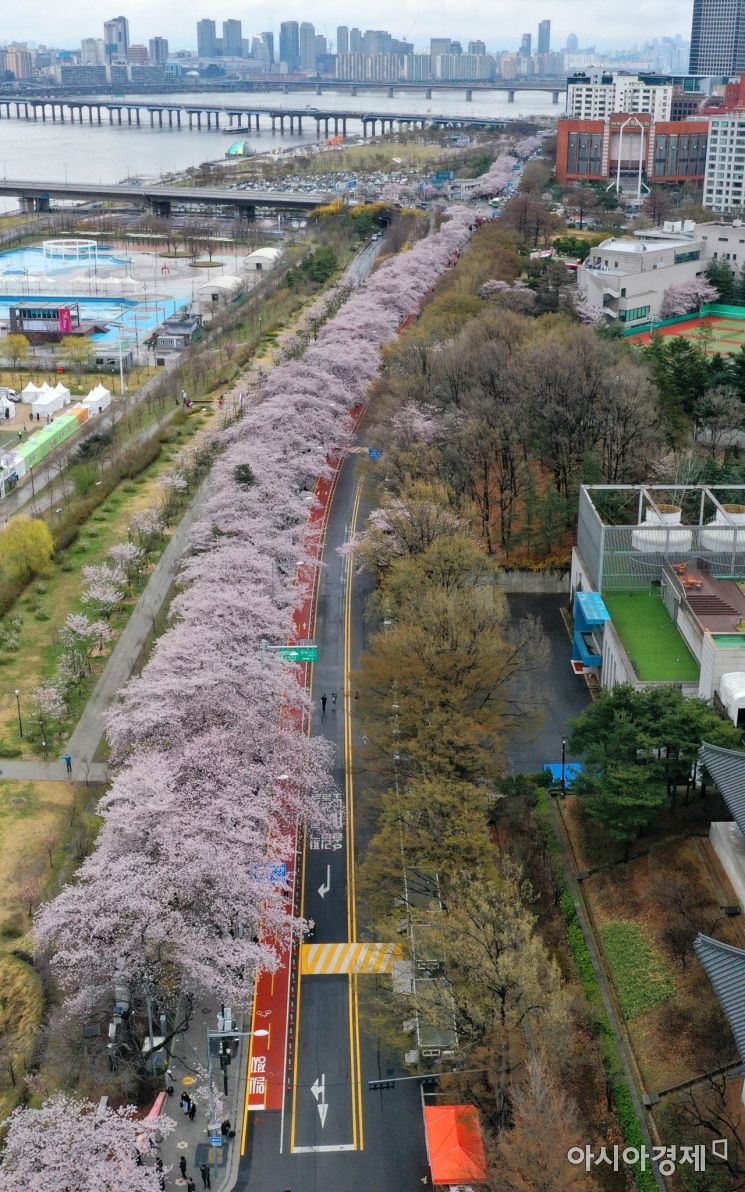 [포토]봄비로 운치 더한 윤중로 벚꽃
