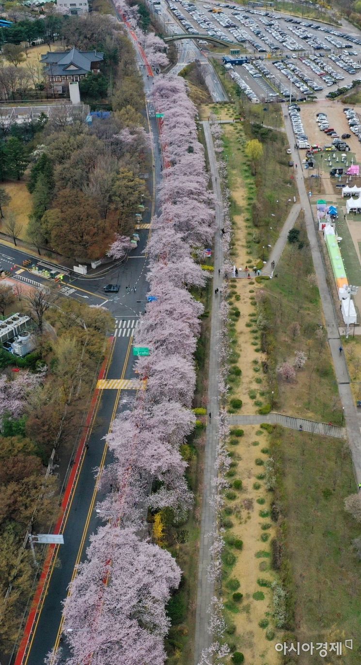 [포토]봄비를 맞은 벚꽃