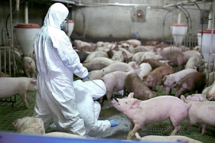 미·중 무역분쟁에 하락세 타다 '아프리카돼지열병'에 금값된 돼지고기 